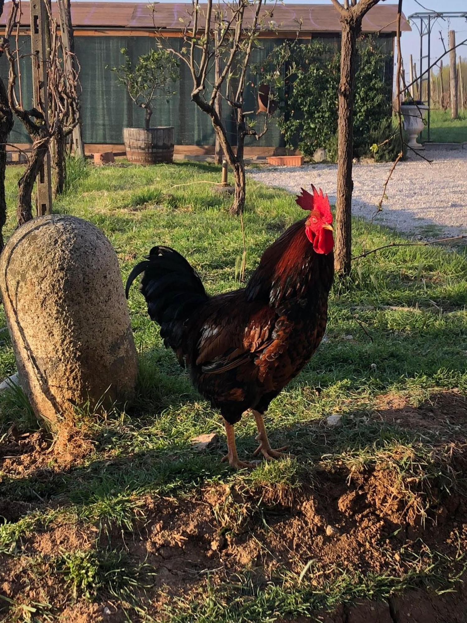 La Bosca Agriturismo ガヴァルド エクステリア 写真